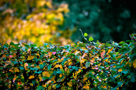 Background of neatly manicured bushes covered with colorful leaves in autumn