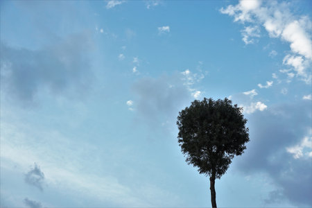 Lonely single tree under clear blue sky.