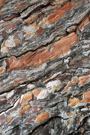 Close-up view of weathered tree bark texture.