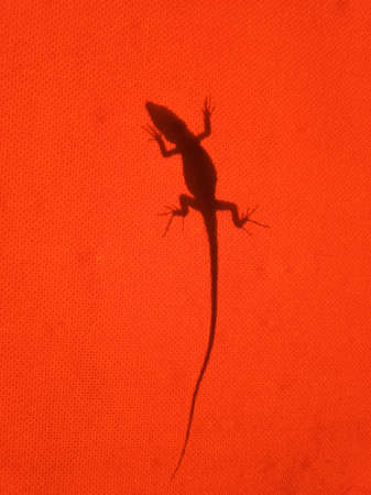 Silhouette of a lizard standing on a red camping tent.の写真素材