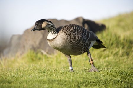 The late afternoon sun is casting a warm glow on the lone goose near the visitor center on the Haleakala Volcano. It is standing on a green lawn. It has tags on both its legs. の写真素材