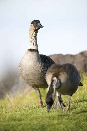 The late afternoon sun is casting a warm glow on the lone goose near the visitor center on the Haleakala Volcano. The birds are standing on a green lawn. They have tags on both their legs. の写真素材