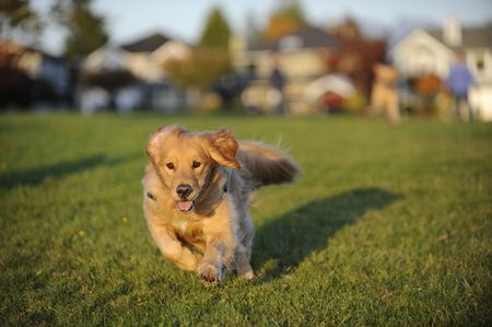 A young Golden Retriever runs towards the position of the camera in a field of green grass. の写真素材