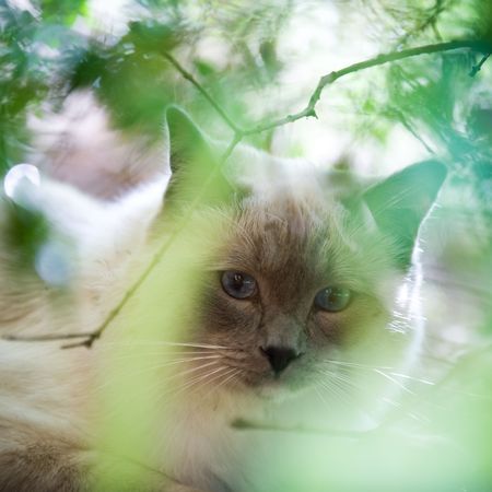 A sharp focus cat face is seen through a soft focus frameの写真素材