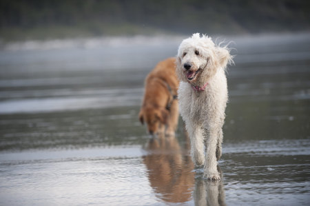 Golden Doodle walks towards the camera on a wet sandy beach.