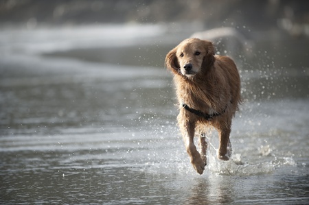 Wet Golden Retriever runs on a sandy beach in the direction of the camera. Water splashes around him.の写真素材