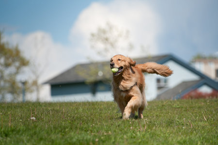 A golden retriever runs in a green grass field carrying a tennis ball in his mouth. Residential...