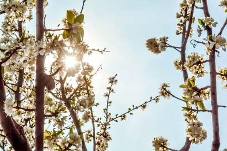 cherry tree blossoms during spring season sunny dayの写真素材