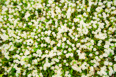 closeup of white dandelions in countryside field at sunsetの写真素材