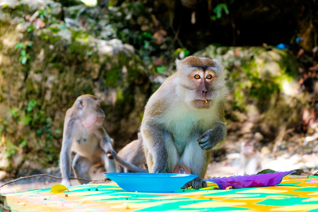 family lunch of gray macaques monkey eating from plastic dishes in indonesian forestの写真素材