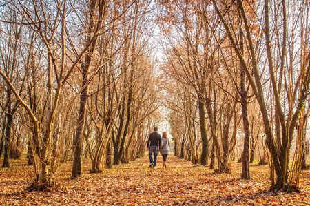 young couple, dressed in modern casual way, walk immersed in autmn woods, with orange leaves falling creating a romantic sceneryのeditorial素材