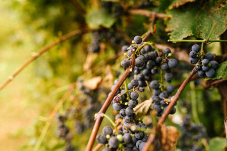 close up of ripe red grapes on plant ready for harvest in autumn season with beautiful warm sunset light. concept of wine making and agricultureの写真素材