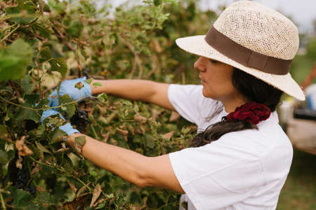 young woman harvesting grapes during grape harvest. woman doing manual farming and agriculture work picking grapes in a vineyard in the countryside. concept of wine making in autumn seasonの写真素材