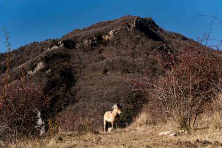 norwegian horses known as fjord horses are seen in the wild in among mountains running free and eating in group in pristine natural mountainsの写真素材