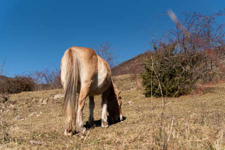 norwegian horses known as fjord horses are seen in the wild in among mountains running free and eating in group in pristine natural mountainsの写真素材