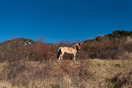 norwegian horses known as fjord horses are seen in the wild in among mountains running free and...