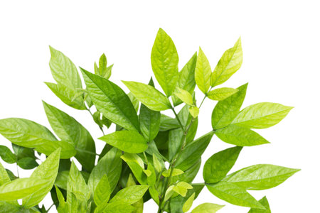 Green leaves on whiteの写真素材