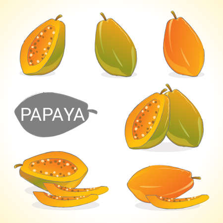 Set of papaya fruit in vector and various stylesのイラスト素材