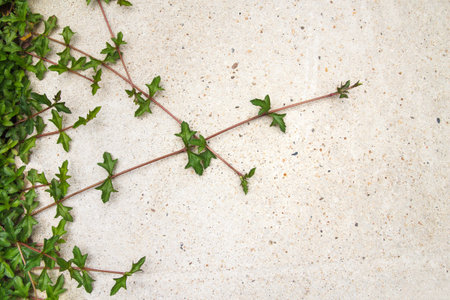 Green creeping plant on concrete background