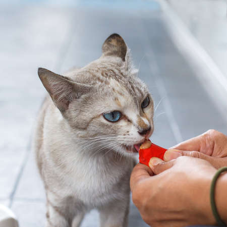 Feeding stray catの写真素材