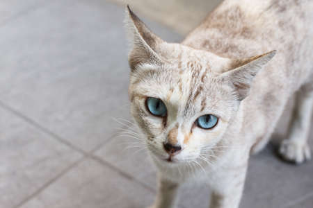 Grey stray cat looking straightの写真素材