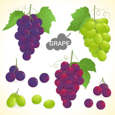 Set of grapes in various styles vector formatのイラスト素材