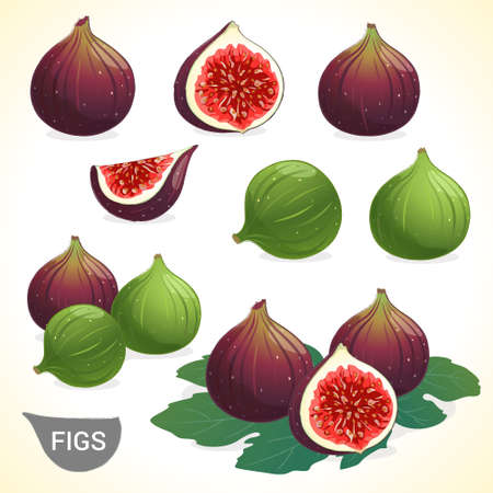 Set of dark fig and green figs in various styles vector formatのイラスト素材