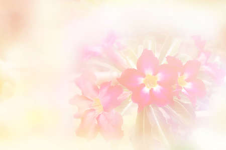 Pink flower on white background, flowers made with color filtersの写真素材