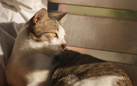 Lonely short hair cat look outsideの写真素材