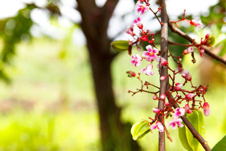 Blossom tiny pink flower, star fruit tree branch with blossom flower with blur backgroundの写真素材