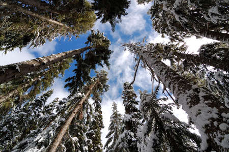 Early snow at Cascade National Park in Washington stateの写真素材
