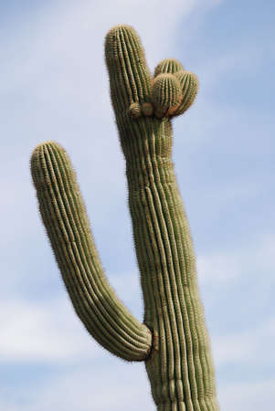 Saguaro Cactus at the Apache Trails in Arizonaの写真素材
