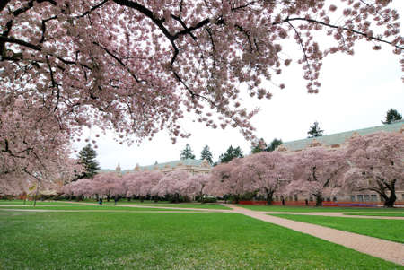 Campus with Cherry Blossomの写真素材