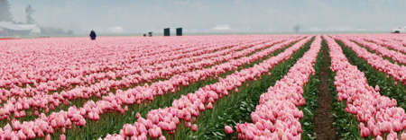 Pink Tulip Fieldの写真素材