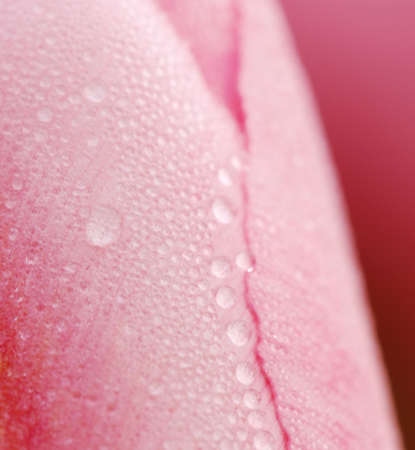 Pink Tulipsの写真素材
