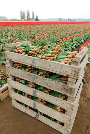 Stacked Bins of Tulipsの写真素材