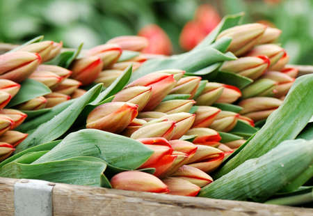 Flower Binの写真素材