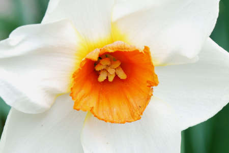 Flowerの写真素材