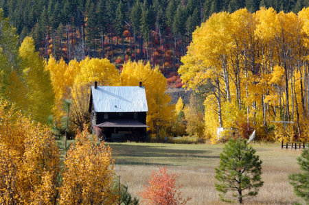 Foliage at the North Cascade Loop in Washington State