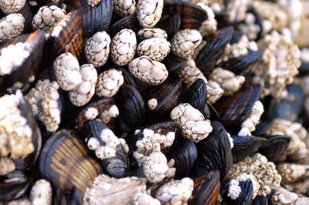 Mussels in Oregon Coastの写真素材