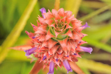 pineapple plant at a plantation in Oahuの写真素材
