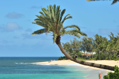 Tropical beach scene on a sunny day iin Oahu, Hawaiiの写真素材