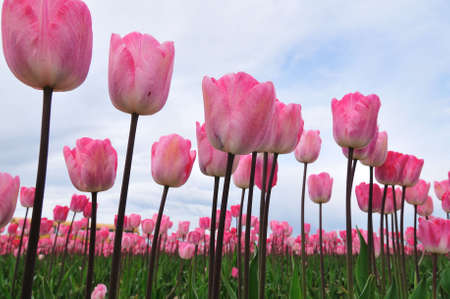 Red tulips at the Skagit Valley Tulip Festival, Washingtonの写真素材