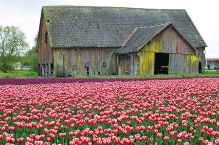 Red tulips at the Skagit Valley Tulip Festival, Washingtonの写真素材