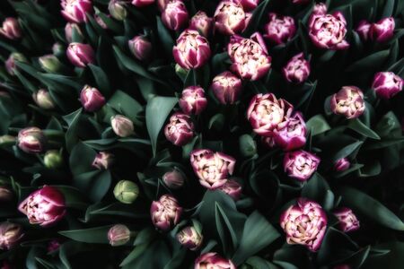 Big bunch of pink tulips with green leafsの写真素材