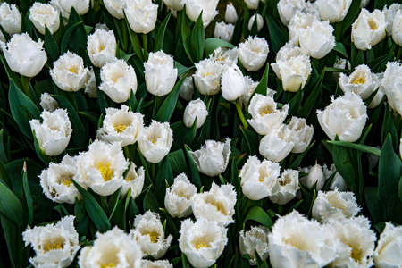 Big bunch of white tulips with green leafsの写真素材