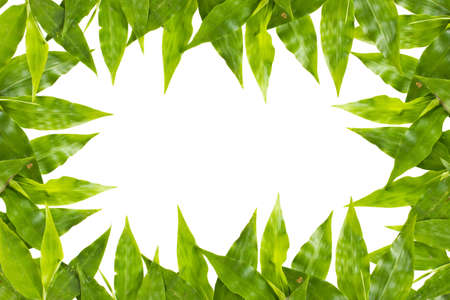 leaf frame on whiteの写真素材