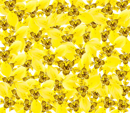 yellow background with the flowersの写真素材