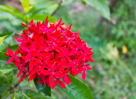 Red flower pin is a beautiful flowering shrub, which is one of the family RUBIACEAEの写真素材