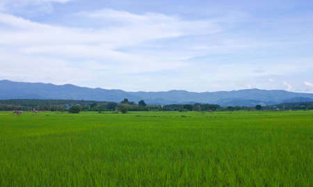 The beauty of rice fields in Thailandの写真素材